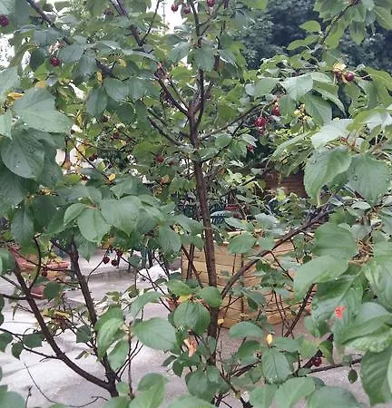 Vendégház Tollazzi 3*