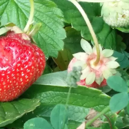 Tollazzi Vendégház