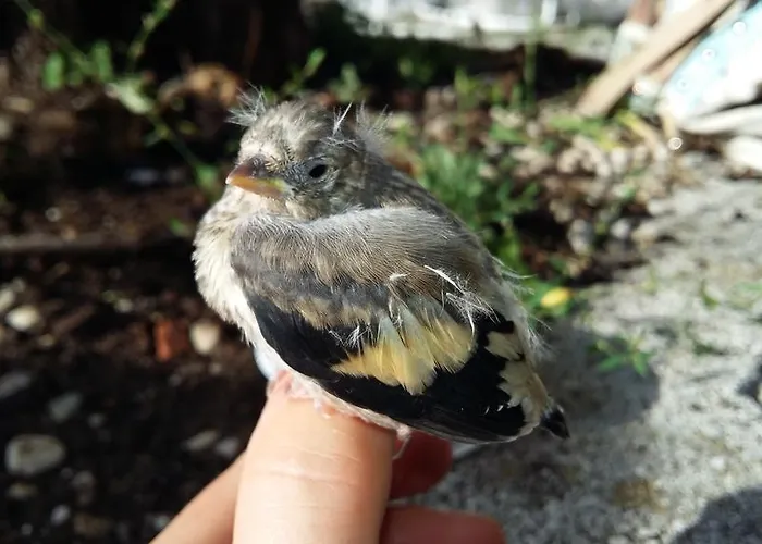 Maison d'hôtes Tollazzi Logatec