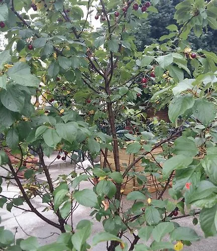 Maison d'hôtes Tollazzi 3*