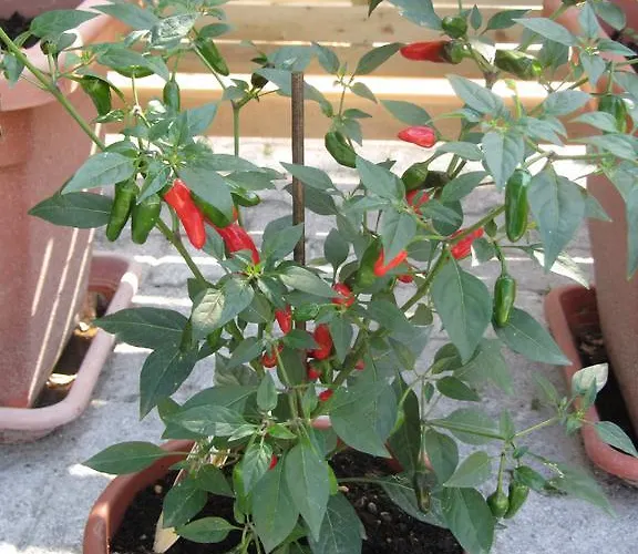 Tollazzi Maison d'hôtes