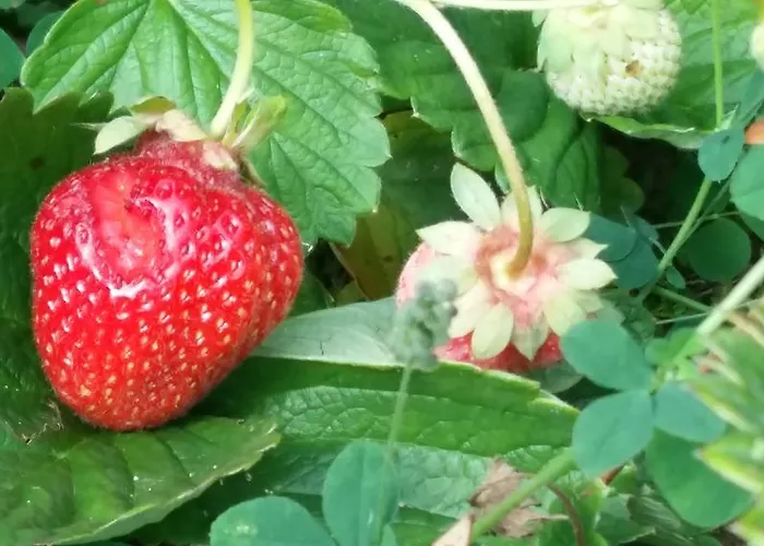 Tollazzi Hiša za goste